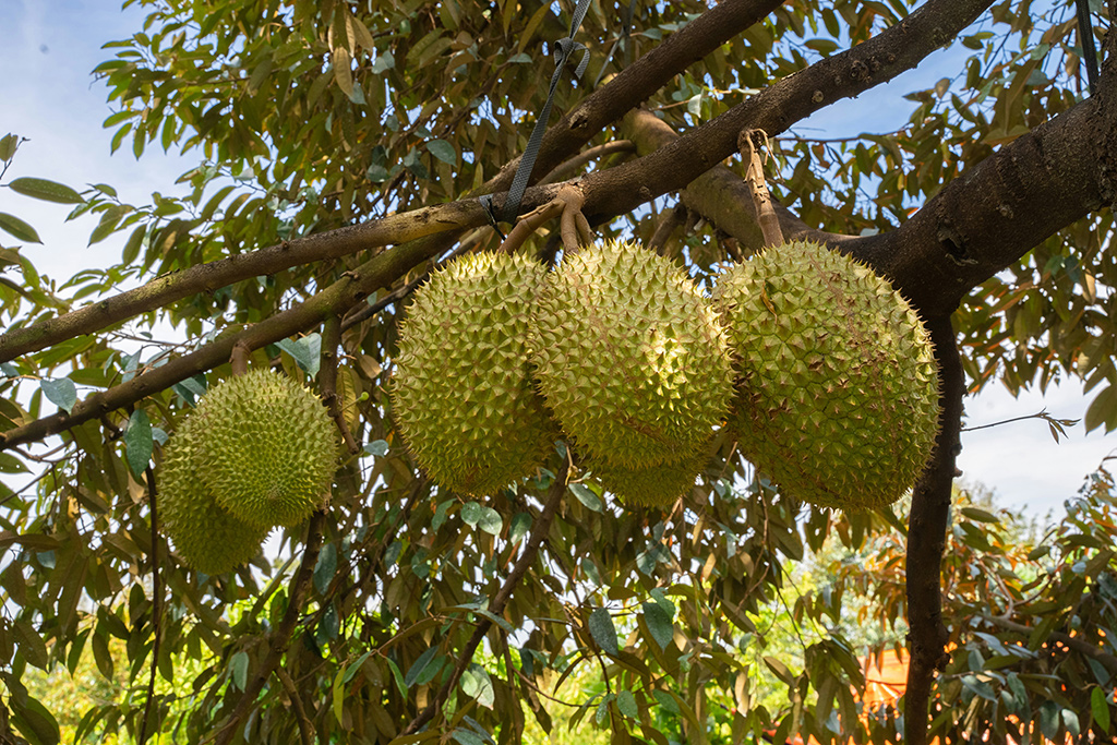 Durian Bawor Daging Tebal Oranye